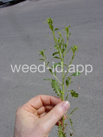 pepperweed, sand